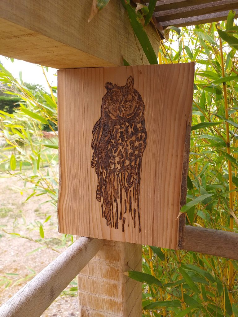 Pyrogravure Hibou sur bois brut