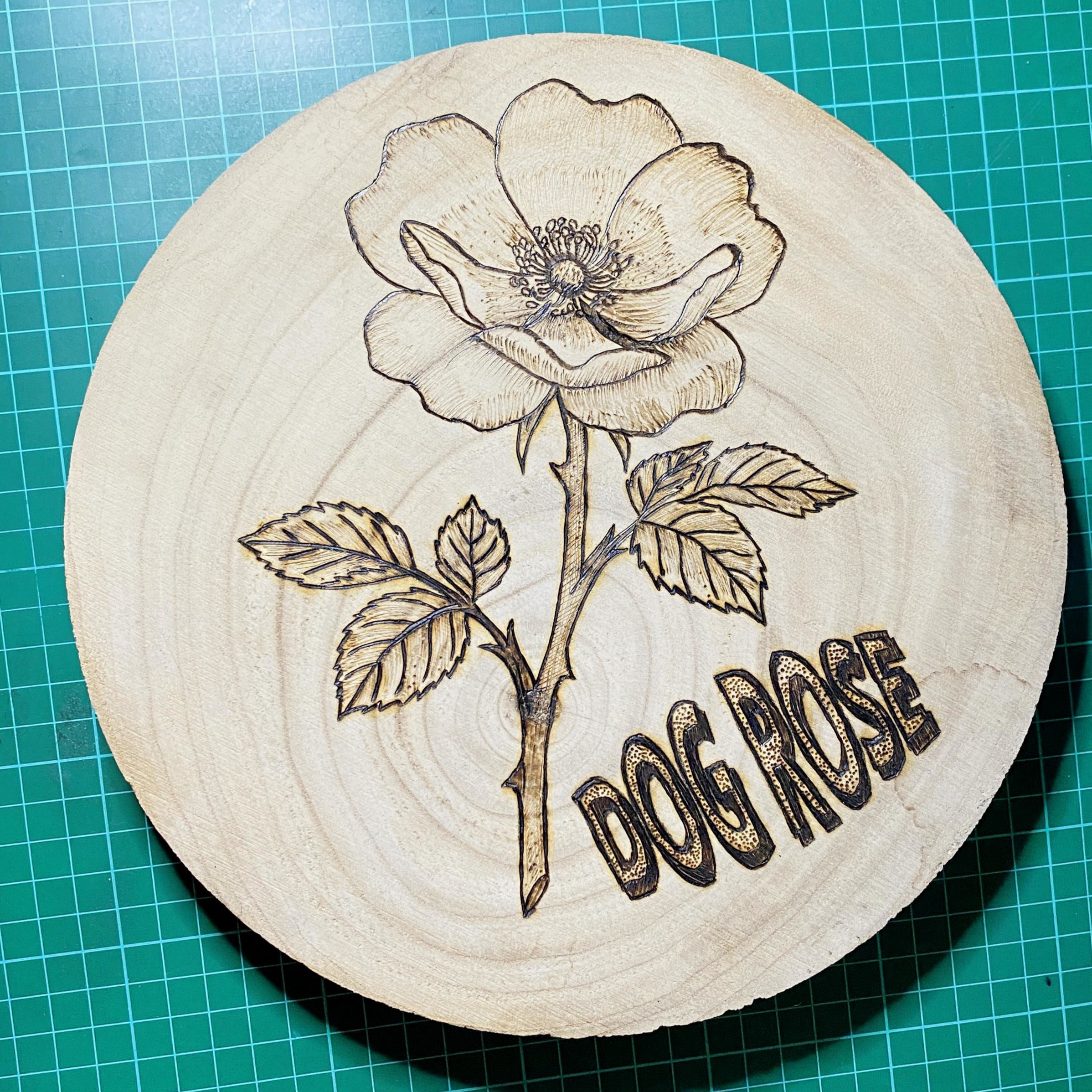 pyrogravure d'une fleur eglantine rose dog